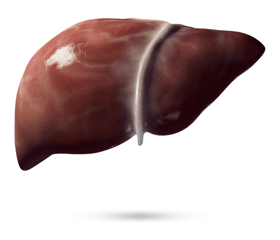 Ilustración médica de un hígado con fibrosis visible.